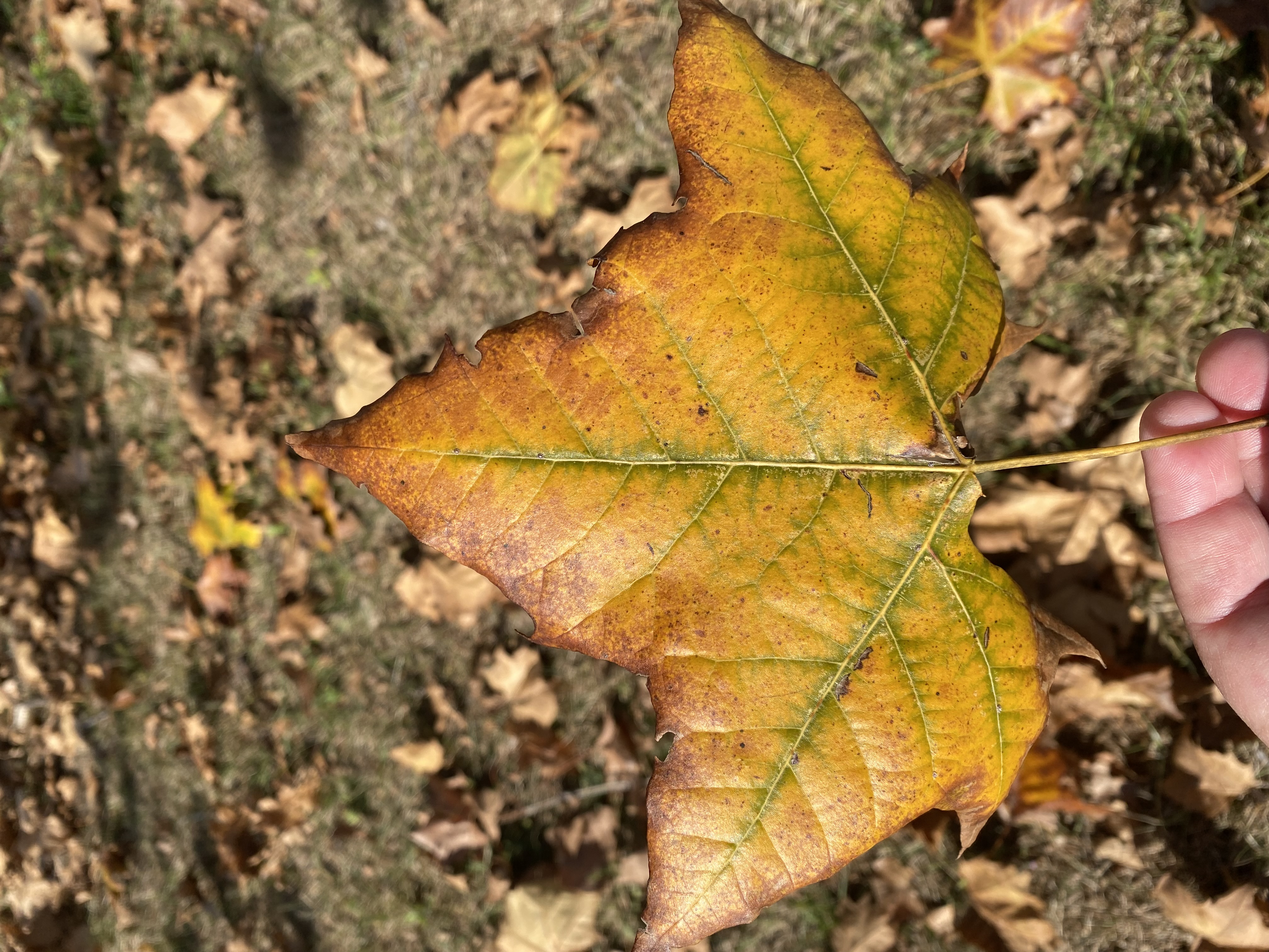 Fotografía de hoja por LizBiofilia.