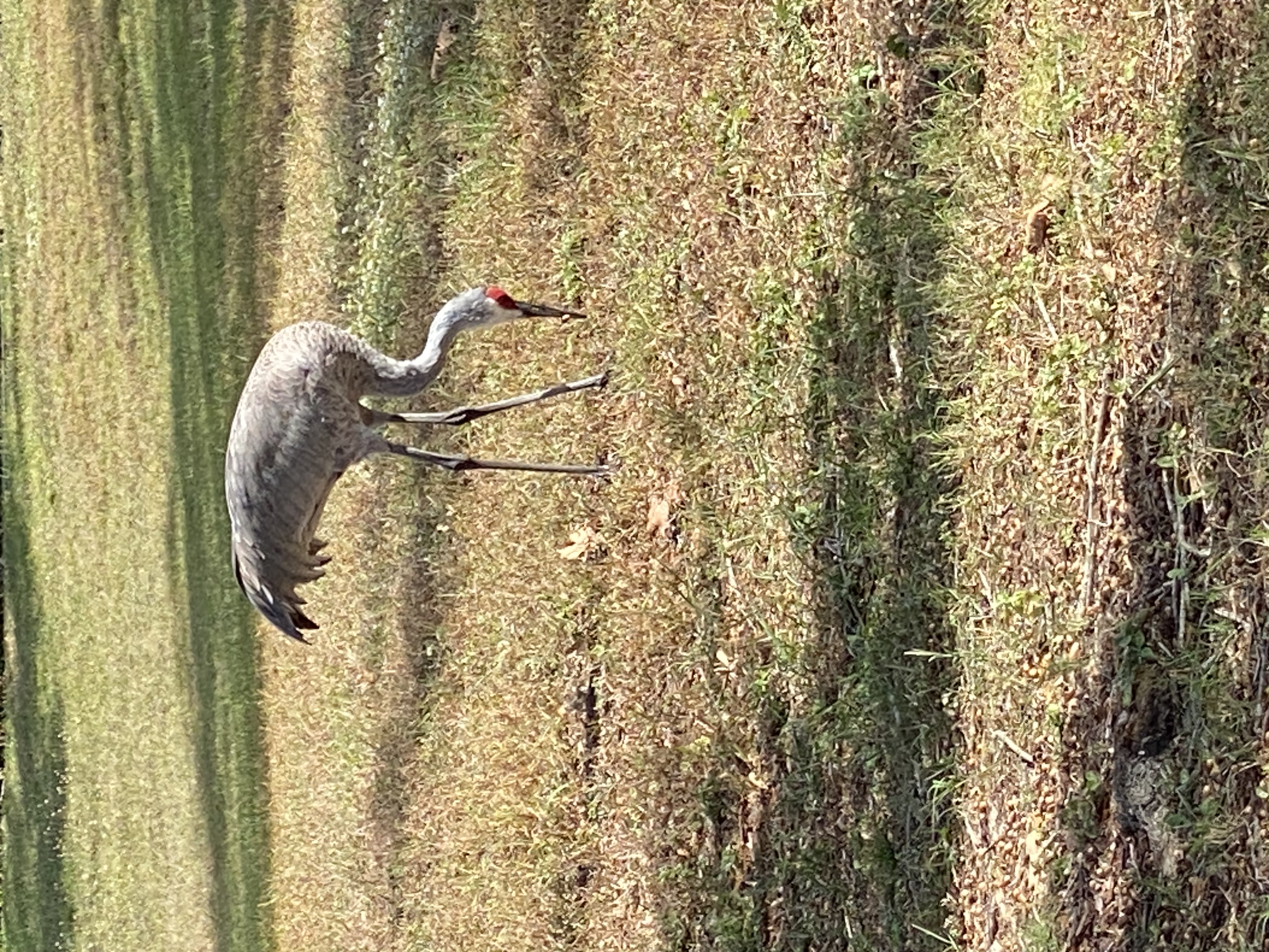 Fotografía de Florida Sandhill Crane por LizBiofilia. 