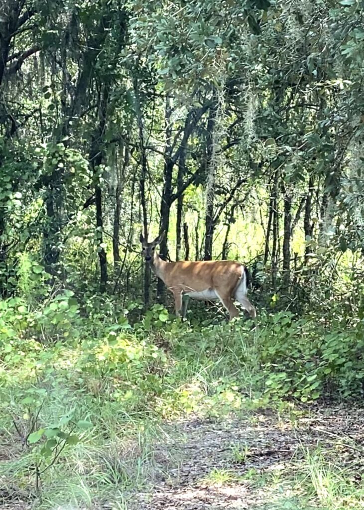 Fotografía de venado en sendero de Florida Central por LizBiofilia.