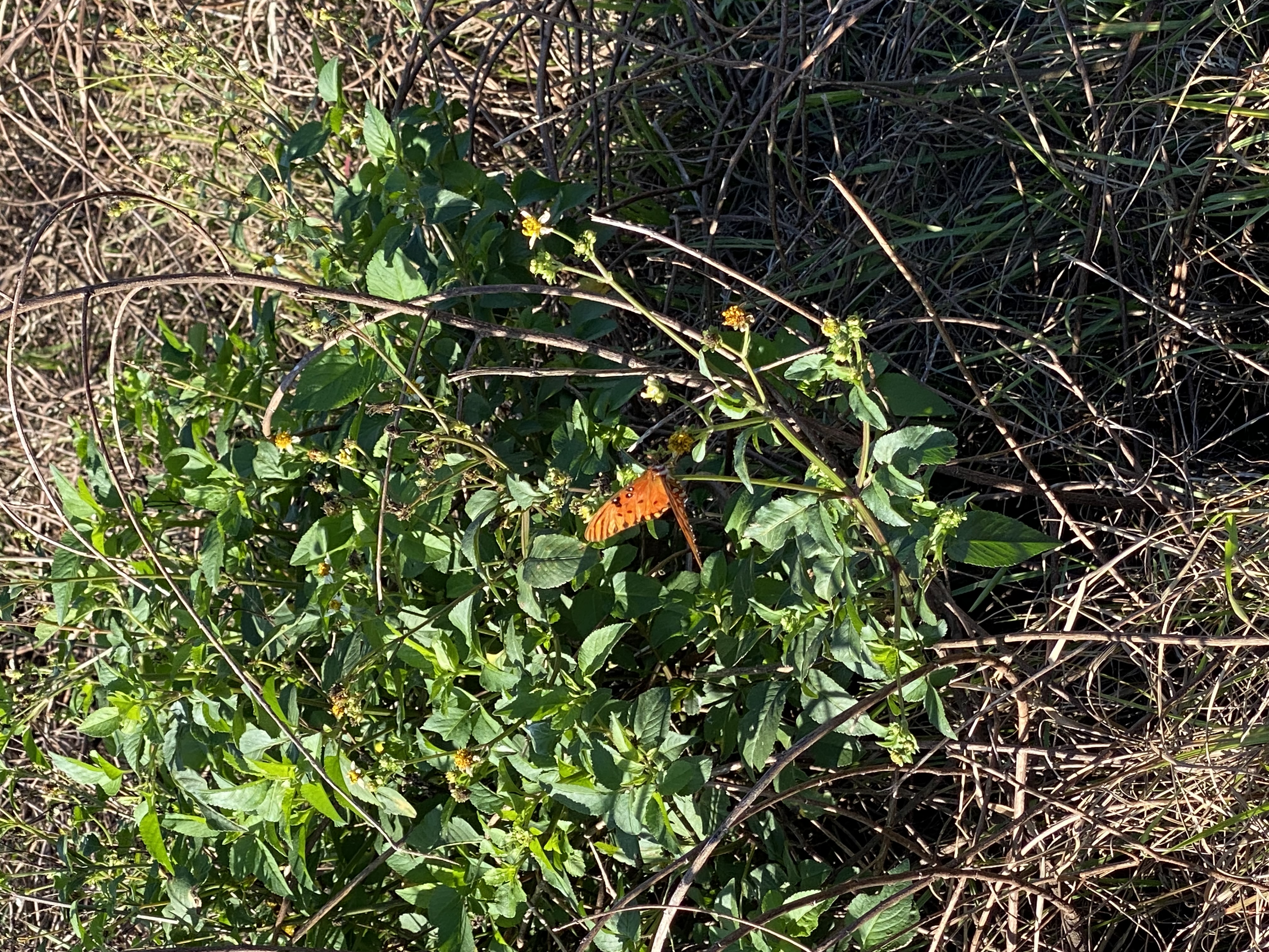 Fotografía de mariposa en sendero de Florida Central por LizBiofilia.