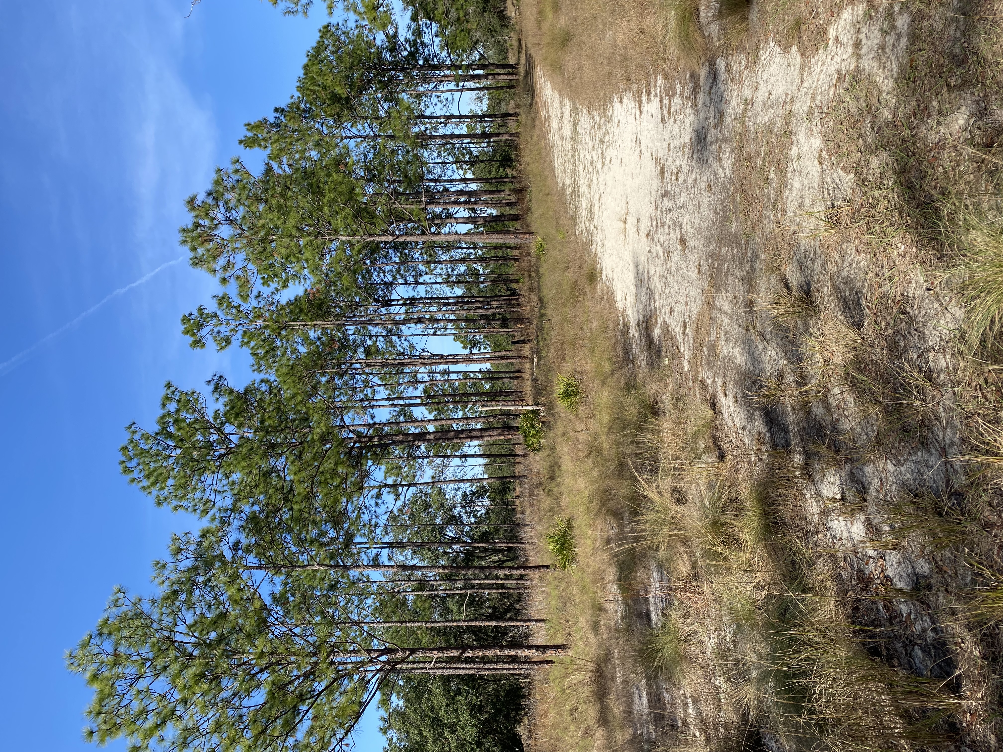 Fotografía de sendero en Florida Central por LizBiofilia.