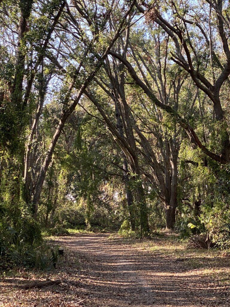 Fotografía de sendero en Florida Central por LizBiofilia.