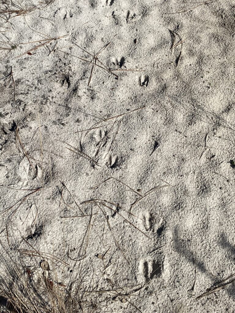 Fotografía de huellas de animales en sendero en Florida Central por LizBiofilia.